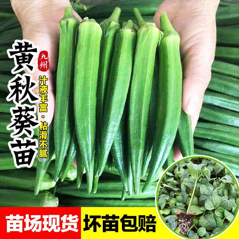 黄秋葵苗秧苗水果秋葵种子四季高产种植苗蔬菜苗阳台盆栽食用种籽