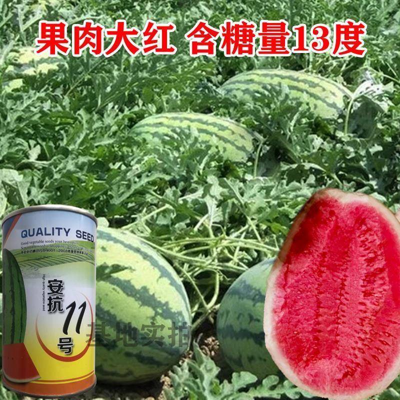 安抗11西瓜种子红瓤甜脆多汁大瓜中熟耐储运适合露地春夏秋栽培