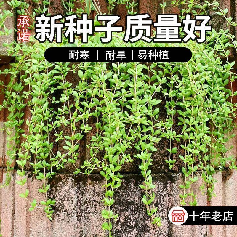 垂盆草种子四季长青护坡花坛吊兰种子菜种子易播包邮