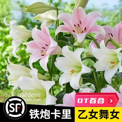 24年现货3个进口百合种球铁炮系列百合 舞女卡里白特里弗雷多乙女