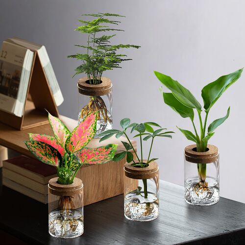 热销文竹水培植物盆栽办公室桌面绿植玻璃瓶摆件R室内绿萝花卉懒