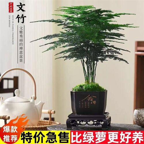 热销文竹盆栽绿植新国风室内书房桌面F客厅植物好养盆景办公室四