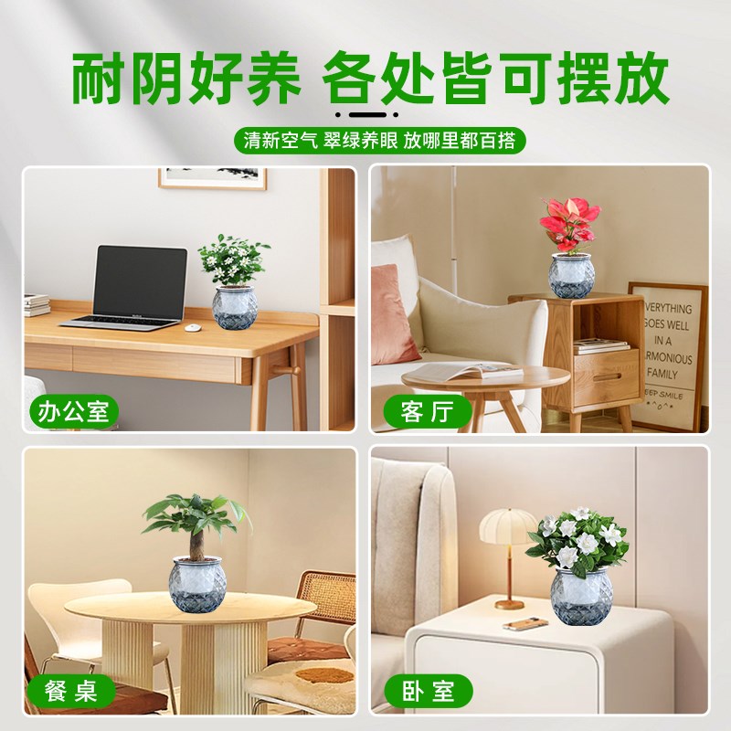 热销栀子花桌面植物绿萝箩盆栽发财树绿J植花卉办公室水培多肉好