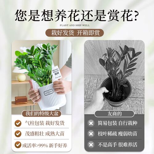 热销特级金钱树绿植办公r室绿萝箩植物桌面小盆栽四季常青净化空