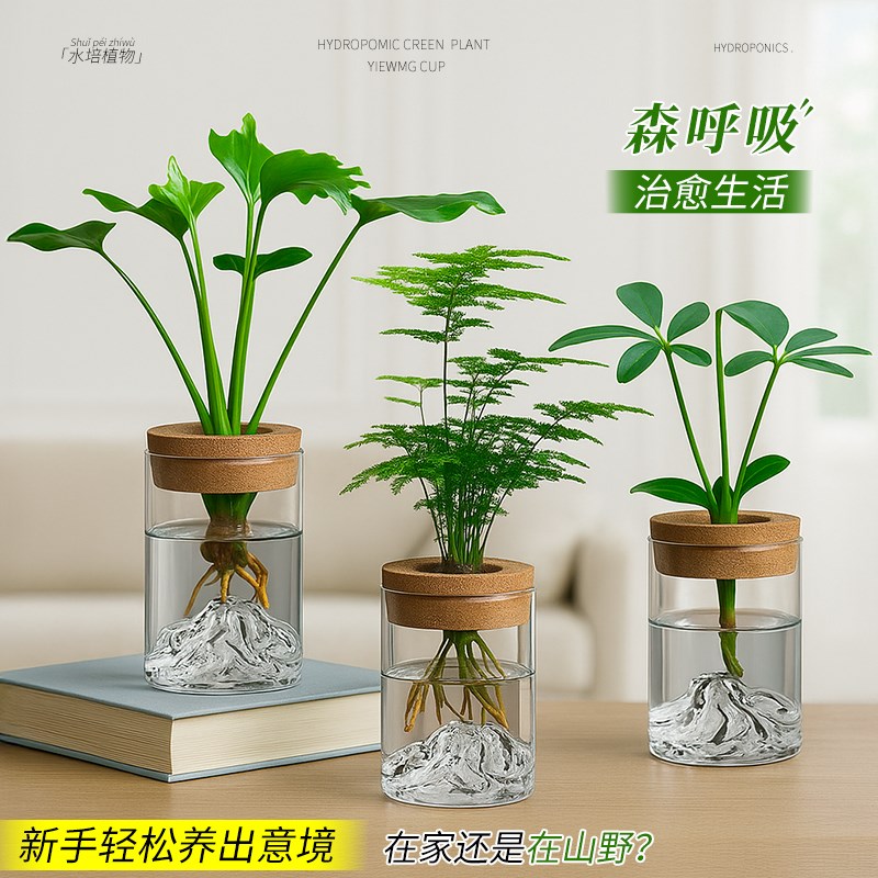 热销文竹室内盆栽水培绿植物水z养水生花卉办公桌面盆景摆件新房