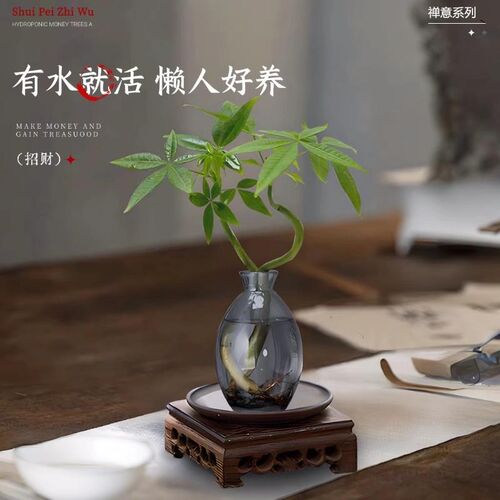 热销发财树小盆栽水培植物办公室内桌面J绿植客厅招财摆件四季常