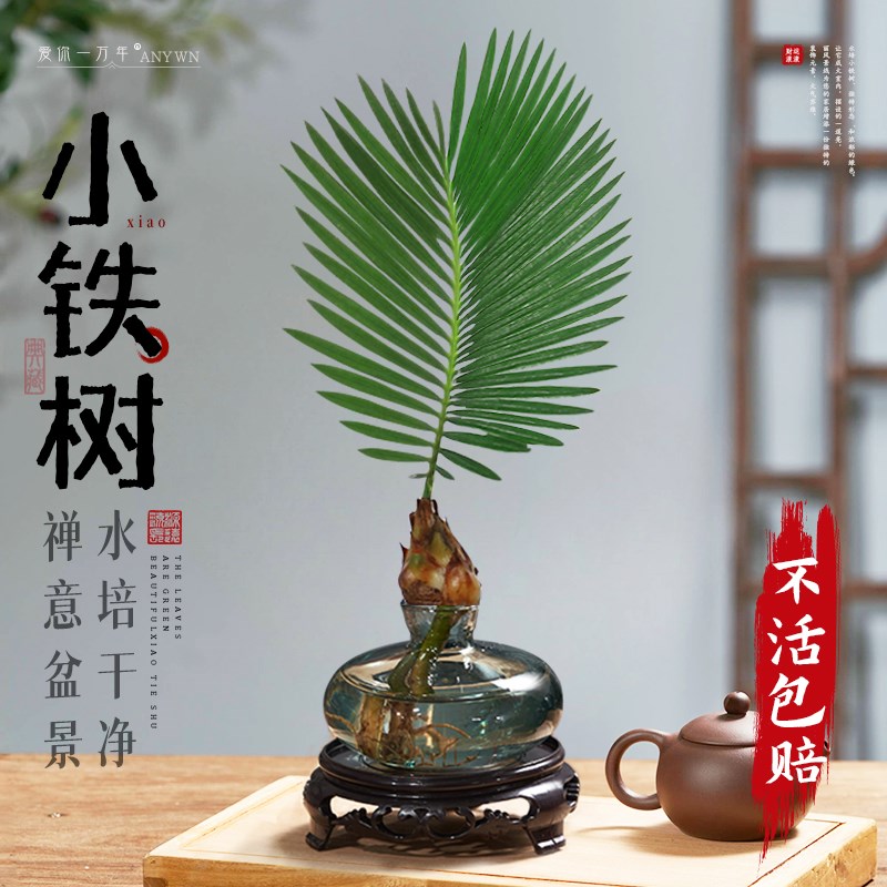 热销一帆风顺小植l物办公室盆栽水培活绿植盆景铁树桌面内创意好