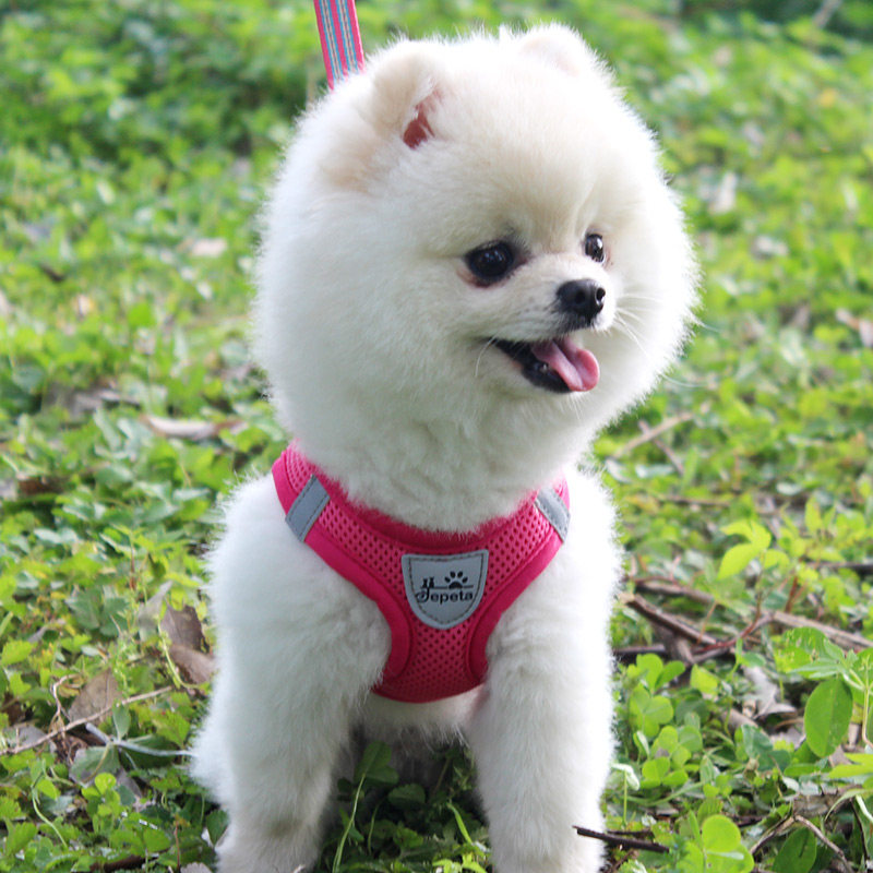 热销狗狗反光胸背带牵引绳背心式遛狗绳子小型P犬中型犬泰迪宠物