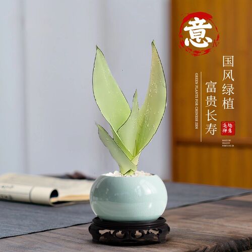 热销白玉虎皮兰盆栽室o内虎尾兰办公室工位桌面绿植摆件轻奢好养