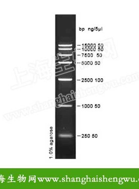 DL15000 Plus 50T 250ul DNA Marker 分子量标准 SR04029 核酸电