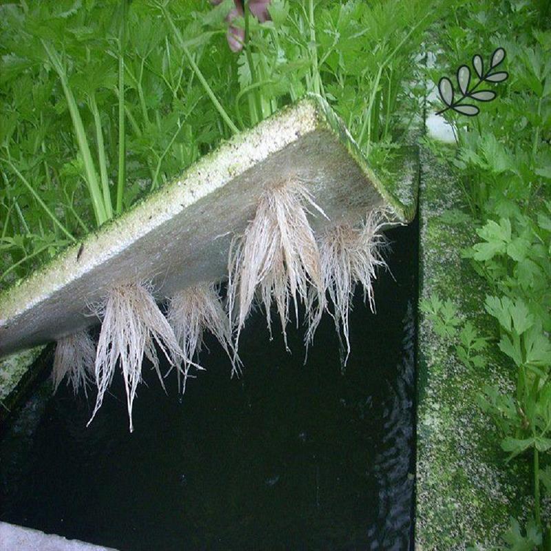 水培蔬菜漂浮板带孔定植板水上种菜草莓温室大棚种植鱼菜共生无土