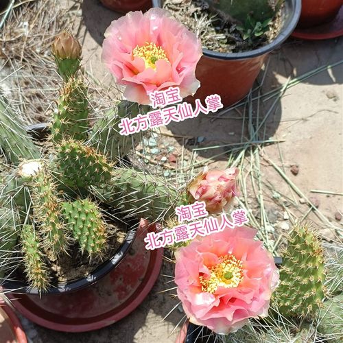 粉花山桃 龙胆团扇小型仙人掌 耐寒抗旱 北方露天越冬 opuntia