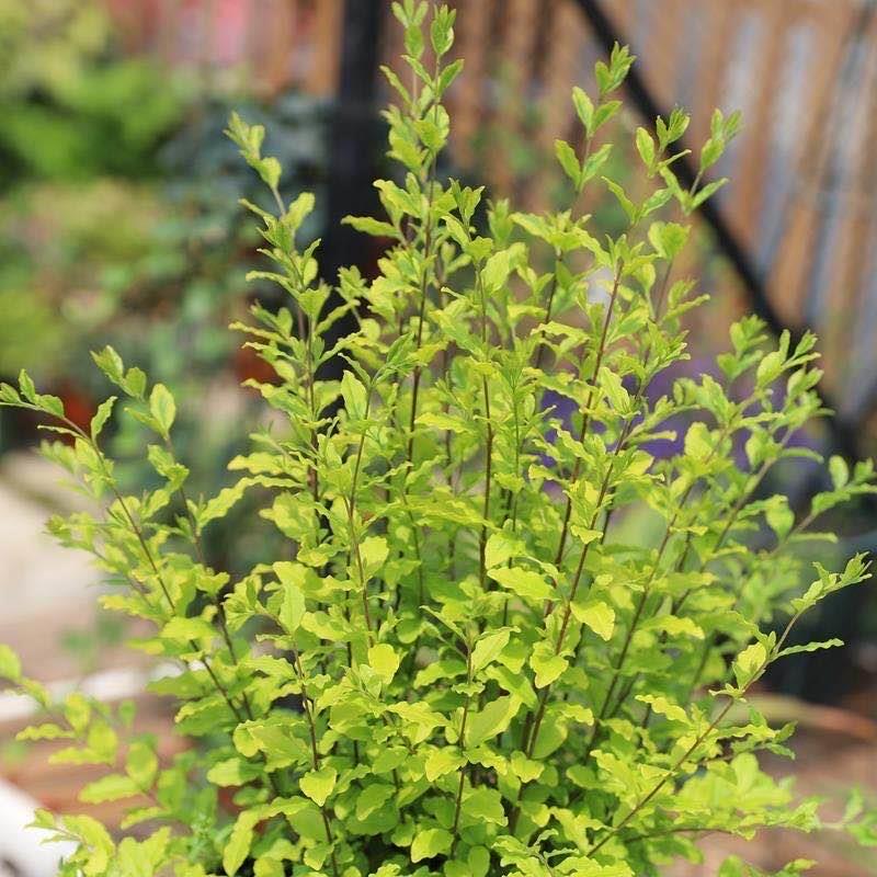 金叶女贞球造型盆栽亮金女贞庭院花镜植物耐热耐晒多年生木本绿植