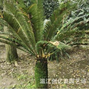 苏铁树室外景观盆栽铁树高度50-120公分