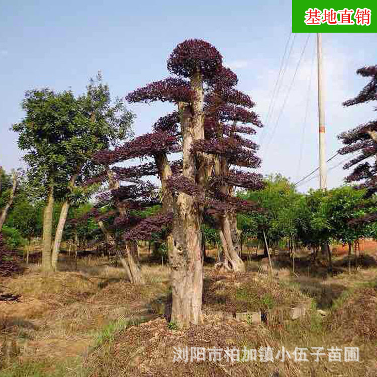 批发红花继木桩景 精品造型优美市政园林工程绿化苗木 基地直销