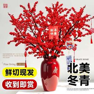 北美冬青红果鲜花切枝鲜切花水培水养绿植室内年宵花卉真花好养活