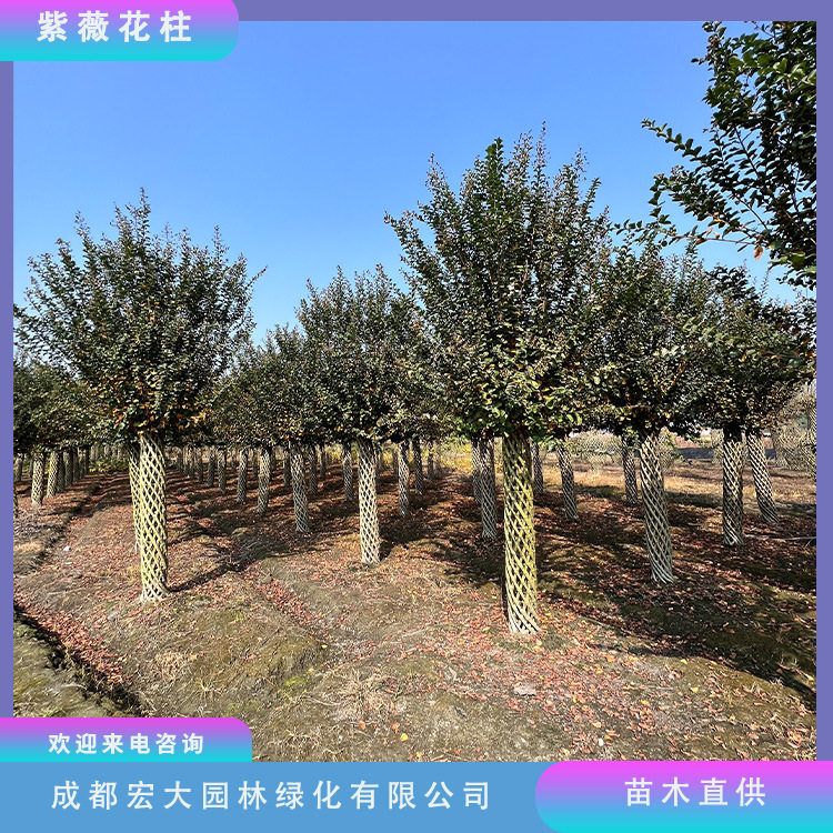 紫薇造型紫薇花柱造型基地直发紫薇花树绿化苗木美好象征苗木