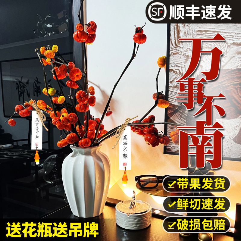 【鲜切速发】万事不南水培小南瓜