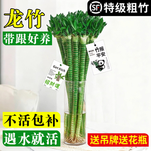 水培植物转运竹室内客厅富贵竹龙竹文昌竹办公室桌面四季 盆栽绿植