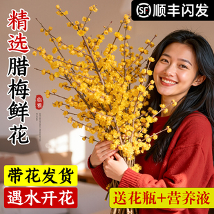 腊梅鲜切花干枝水养泡水开花插花水培植物室内花卉好养浓香型花苞