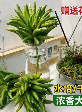 【浓香大果】带枝水培新鲜佛手柑