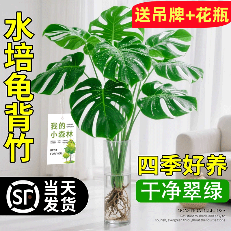 【精选老桩】水培龟背竹植物