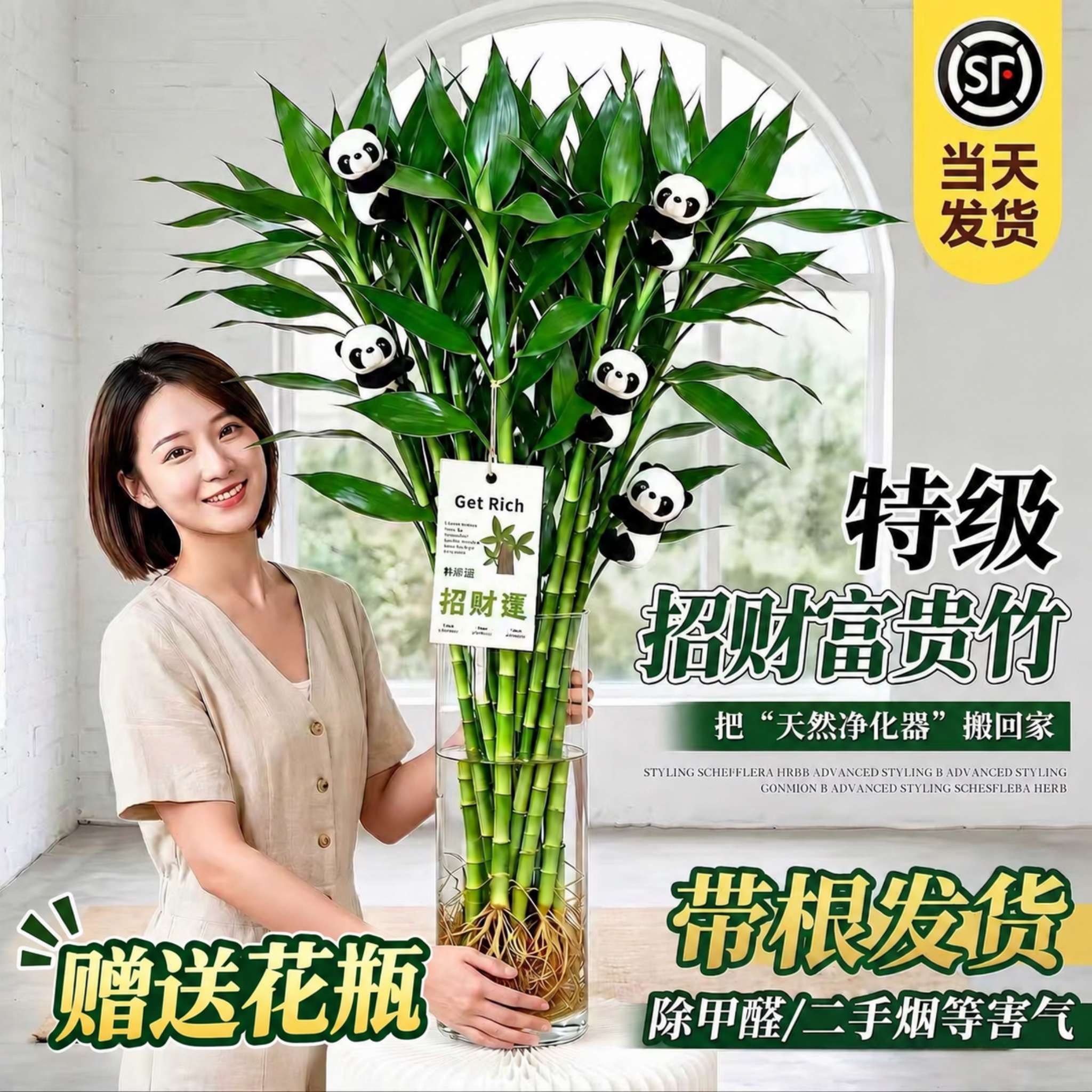 【带根粗枝】水培富贵竹室内绿植