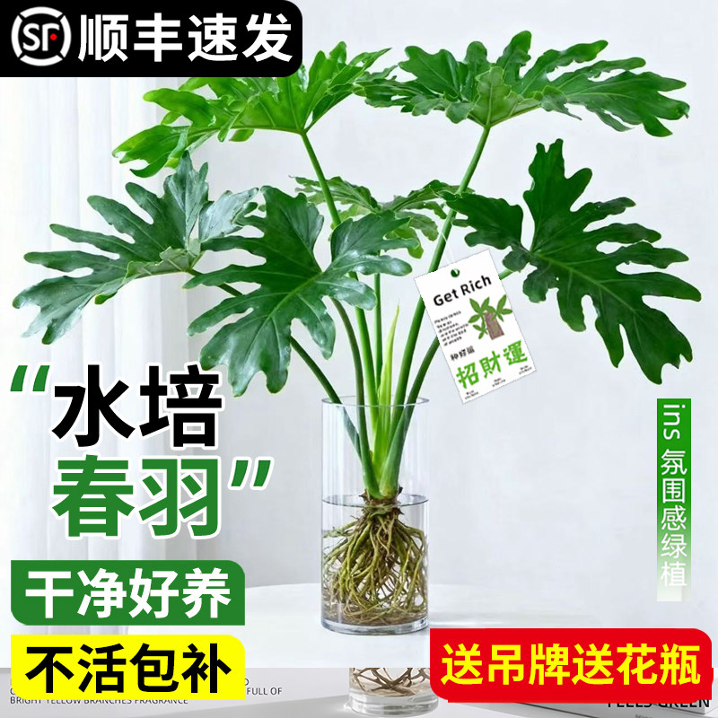 龙鳞春羽水培植物室内盆栽客厅办公室桌面绿植花卉大叶龟背竹水养