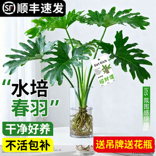 龙鳞春羽水培植物室内盆栽客厅办公室桌面绿植花卉大叶龟背竹水养