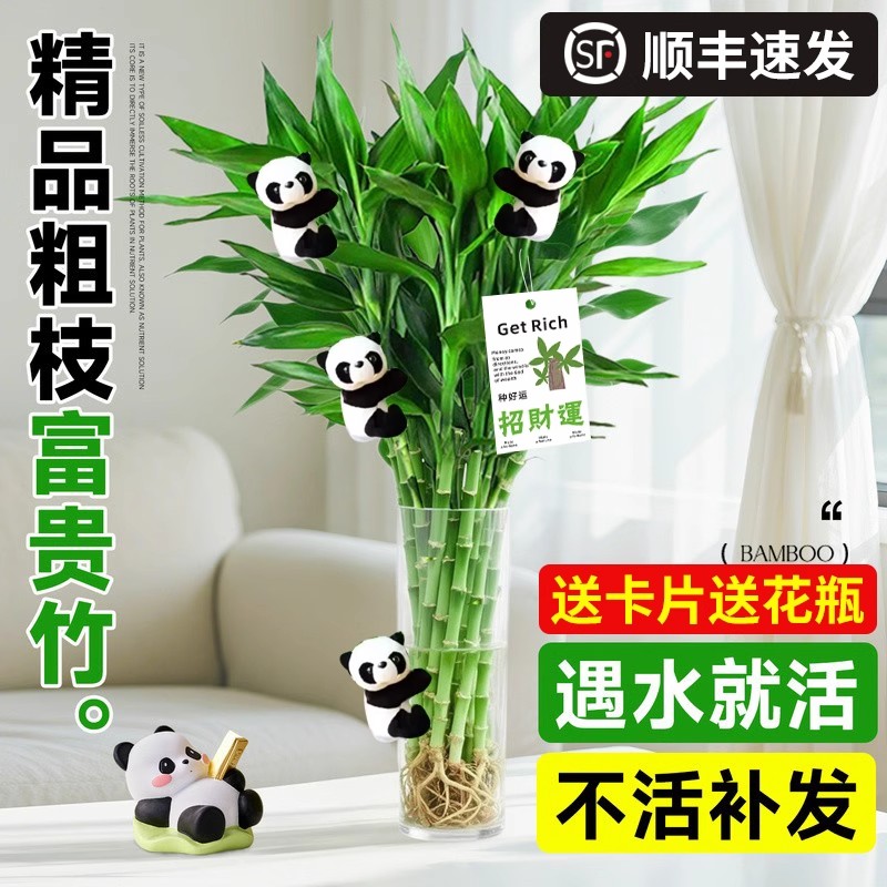 【S+特级】水培鲜切粗杆富贵竹