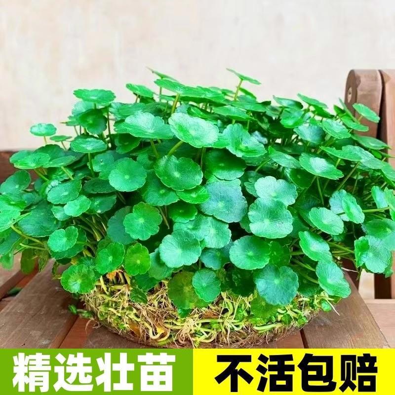 精品大叶铜钱草水培植物盆栽水养水栽金钱草室内四季好养绿植花卉