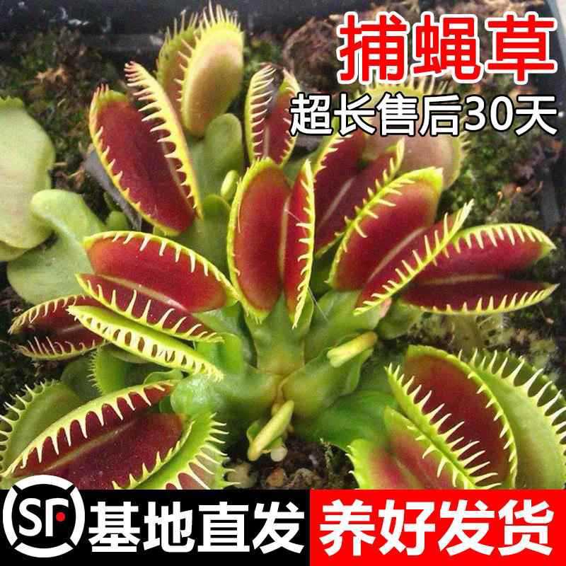 捕蝇草盆栽猪笼草苗食虫草捕蚊草食人花食蚊草捕虫草趣味盆栽