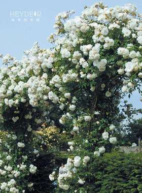 海蒂的花园藤冰山经典爬藤月季长势强壮花量巨大藤本拱门花卉盆栽