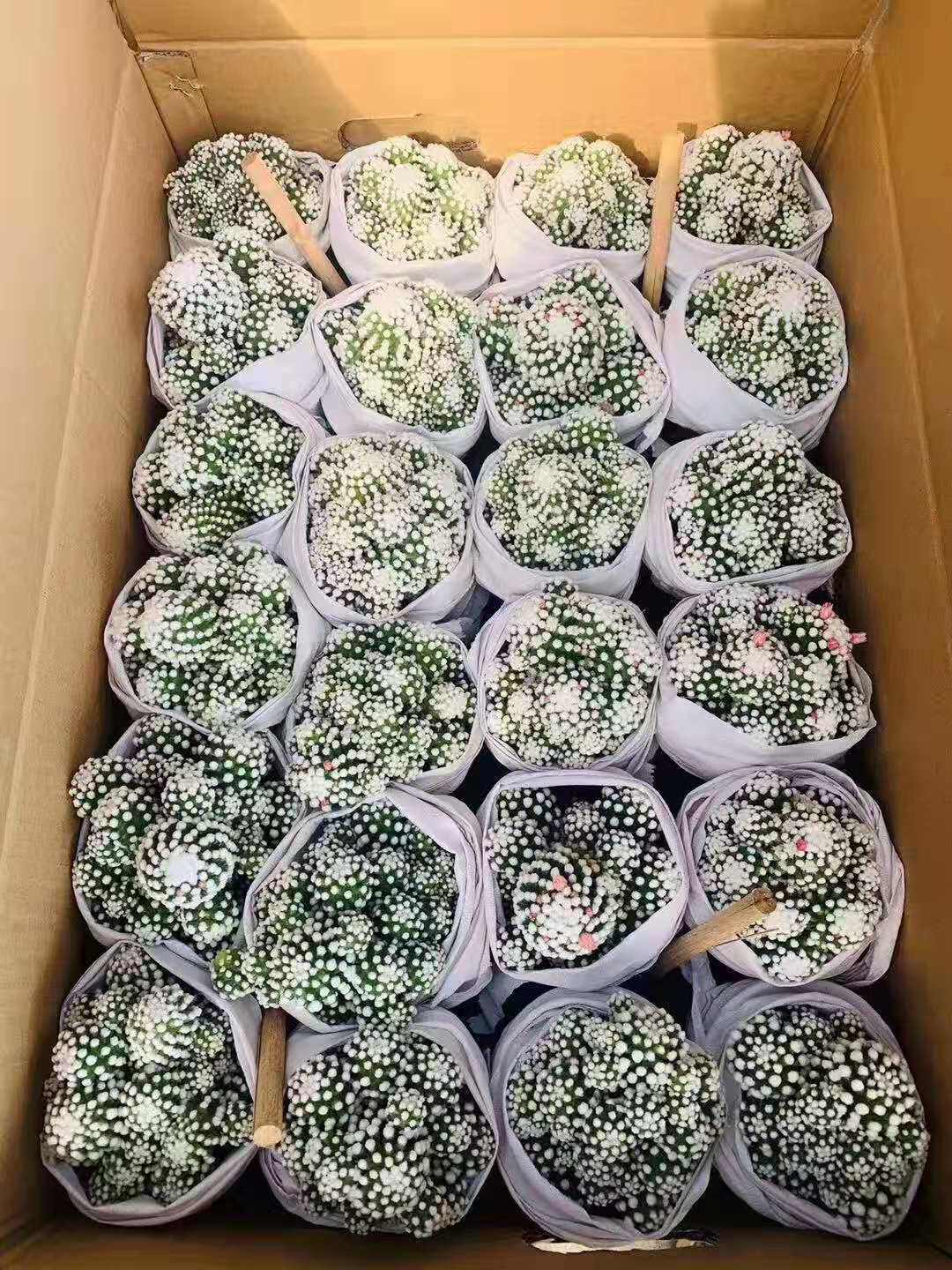 【基地直供】仙人球盆栽居家花卉绿植盆栽多肉植物明日香姬