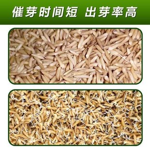 水稻种子催芽机水稻催芽机水稻催芽桶G谷种催芽催芽神器农用催芽