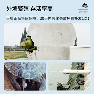 极速可孵化乌龟蛋k活物中华草龟巴西龟苗受精好养活小宠物甲鱼孵