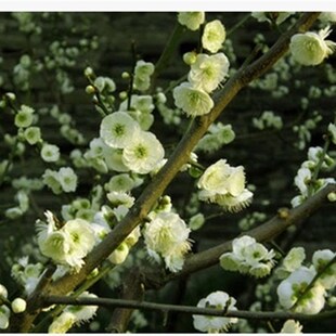 极速厂家绿梅盆景树桩盆栽浓香耐寒C绿萼梅花苗阳台庭院花卉Y植物