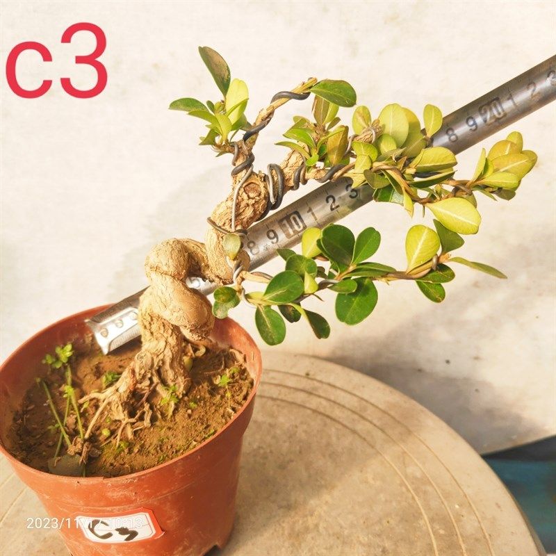 极速瓜子a黄杨盆景老桩江苏小叶白皮四季常青阳台庭院茶几耐寒喜