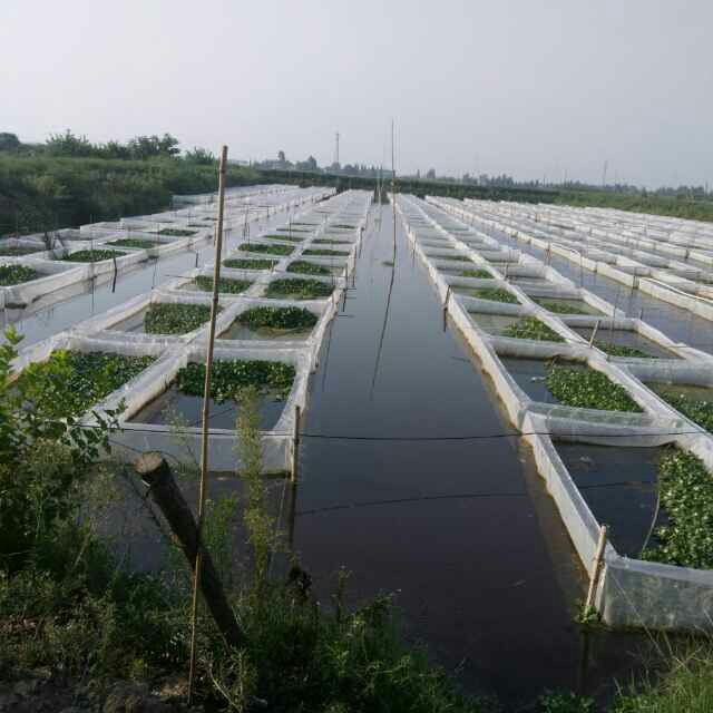 厂家供应高密度加厚80目水蛭蚂蝗防逃养殖网，水蛭养殖网