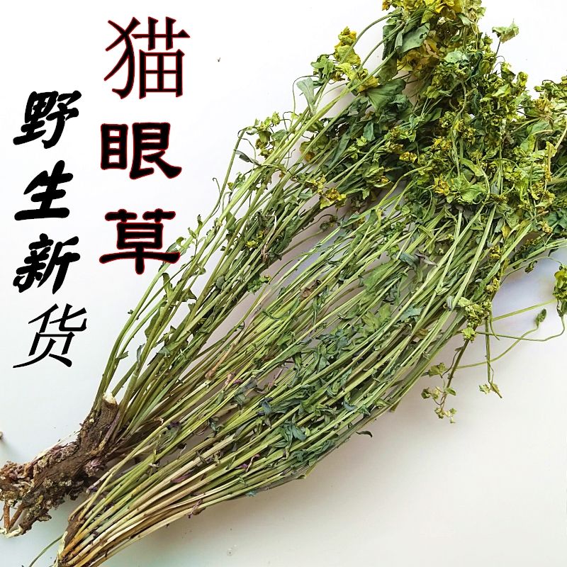 猫眼草小叶野生新货整颗带根干货猫儿眼新货马虎眼草非泽漆胭脂草