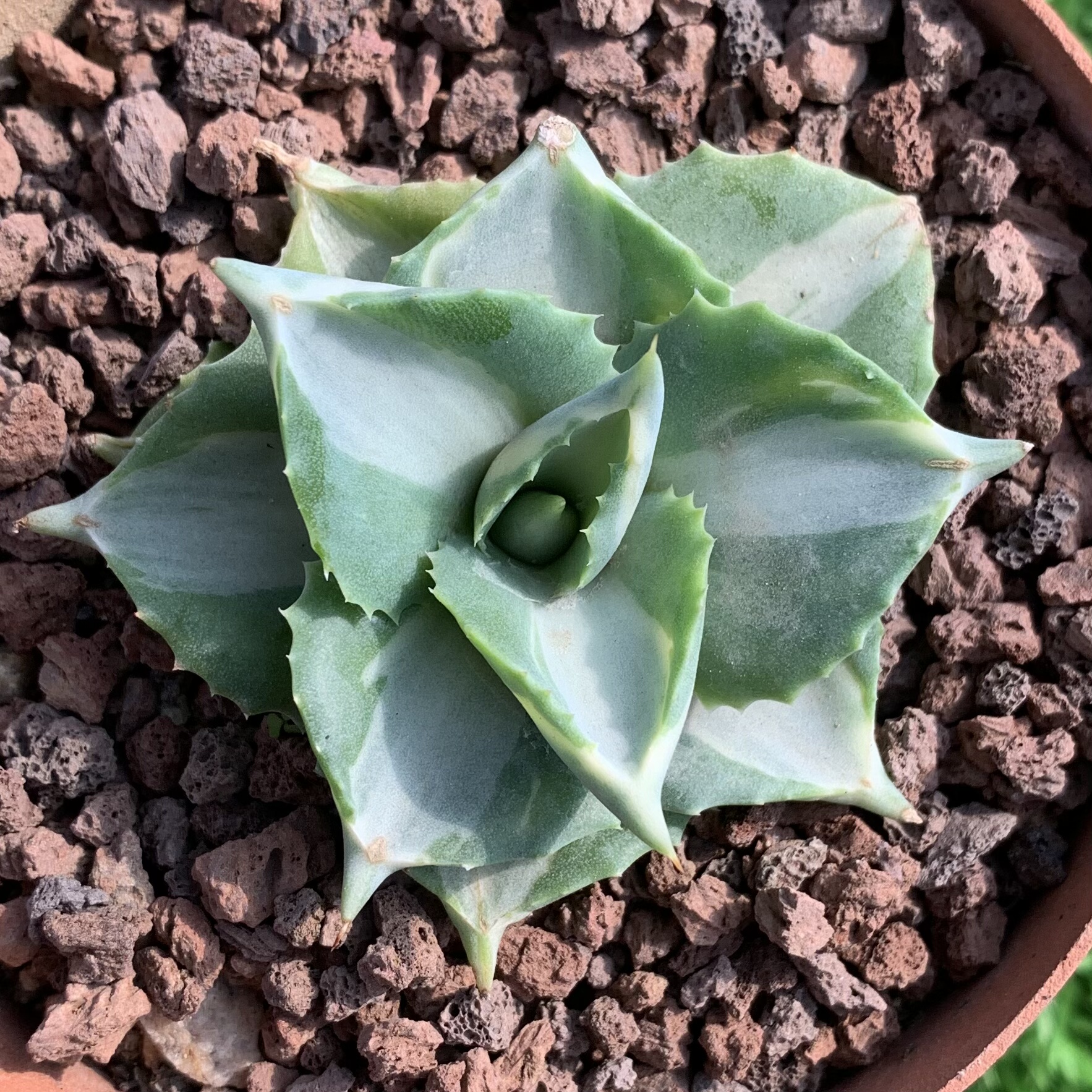 王妃雷神白中斑龙舌兰科沙生多肉植物稀有变异锦阳台桌面绿植盆栽