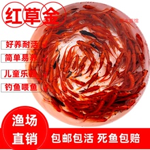 红草鱼锦鲫鱼好养最耐活的小金鱼冷水鱼苗摆地摊活鱼饲料观赏新手