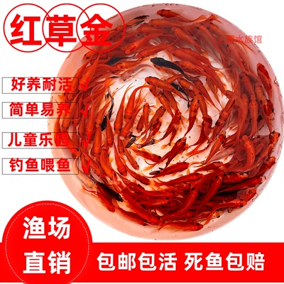 活体锦鲤金鱼草金冷水鱼观赏鱼