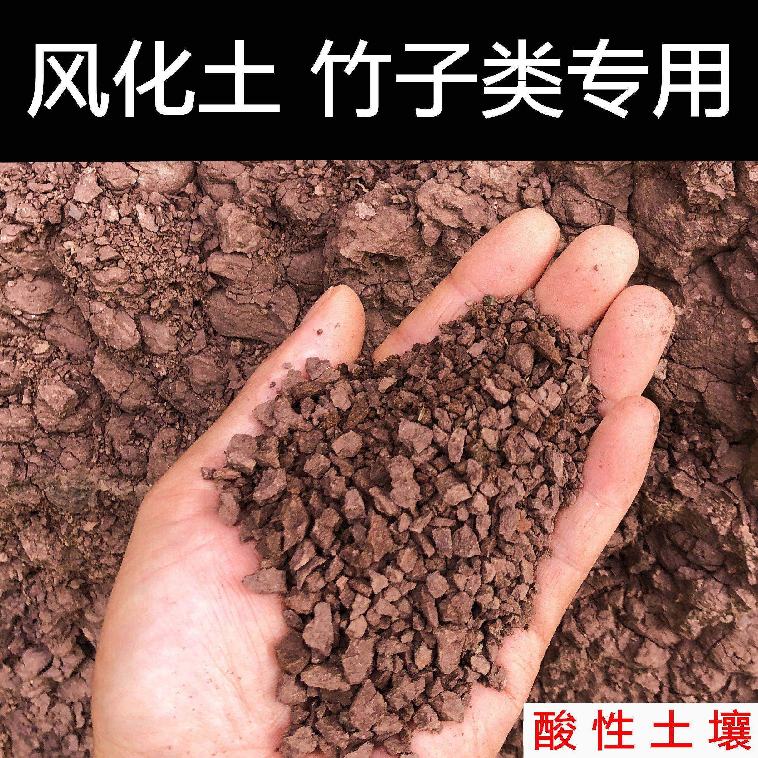 种竹子专用土盆景风化土风化石酸性土簕竹佛肚竹内门竹红土营养土