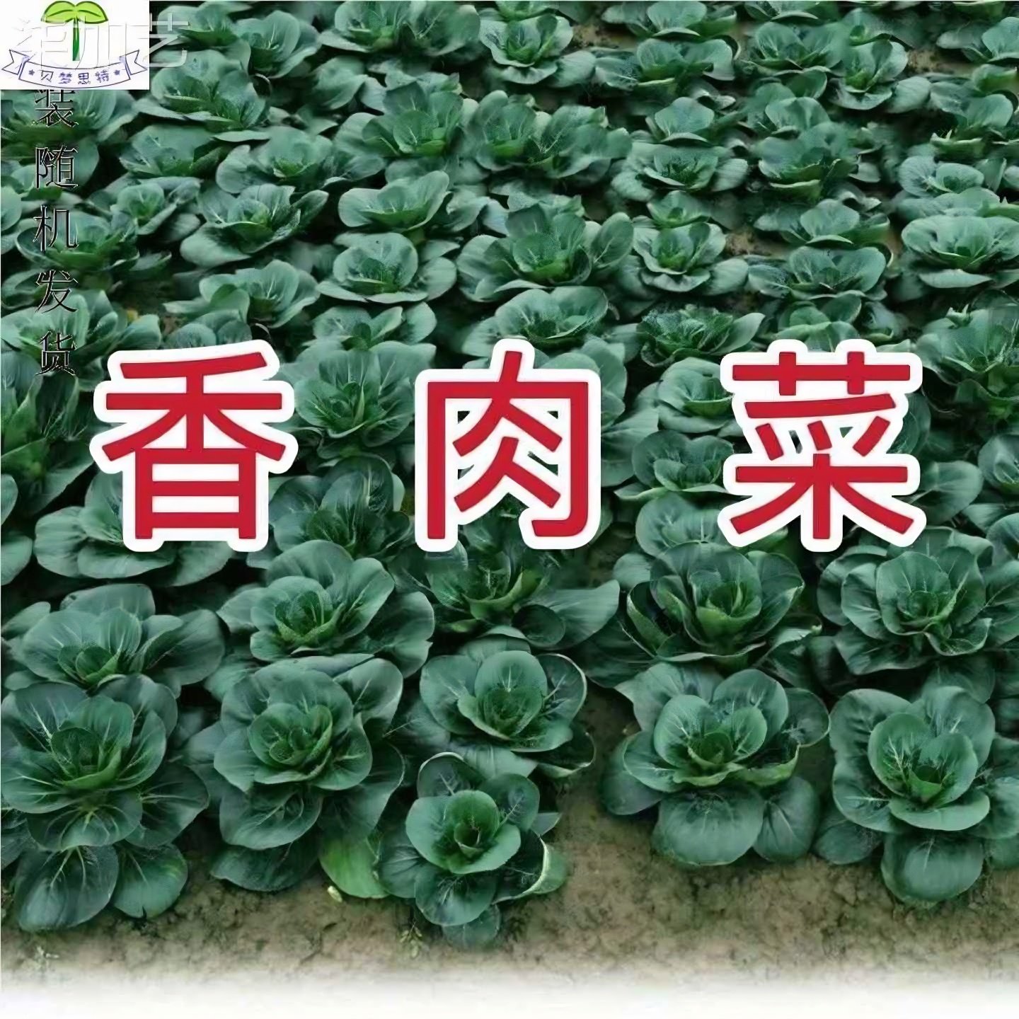 新品种北京香肉菜 原装35天可采收耐寒耐热 春秋四季农家青菜蔬菜,鲜花速递/花卉仿真/绿植园艺,红掌/凤梨/温室花卉,淘宝优惠券,粉丝福利购,淘宝优惠卷