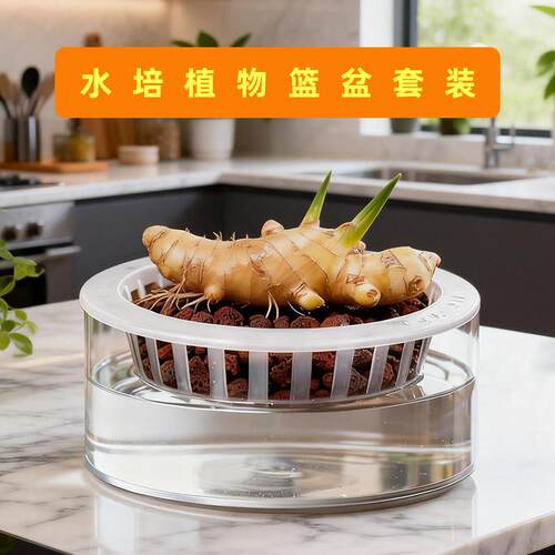 养禄根专用盆水培植物容器种生姜盆专用瓶器皿圆形透明塑料花盆