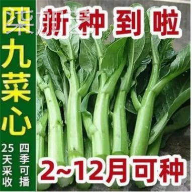 【25天采收】四季菜心种子四九甜菜心种子广东青菜籽盆栽蔬菜种子