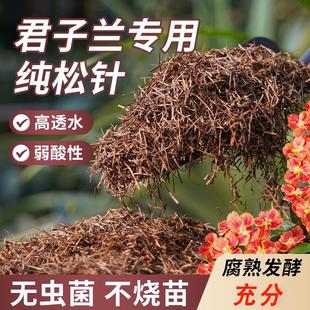 纯松针腐殖土君子兰专用土松针腐叶土腐熟透气兰花天然腐叶松针土