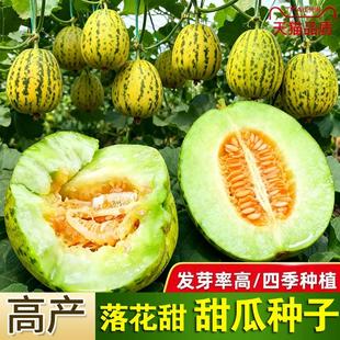 超甜落花甜甜瓜瓜种子花皮红壤甜瓜种籽薄皮糖度高早熟水果种子孑