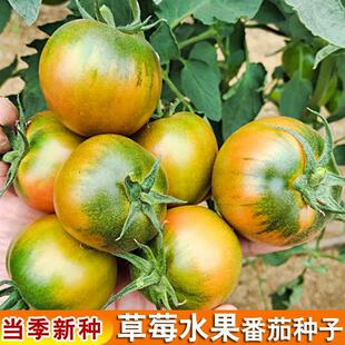 正宗铁皮草莓柿子番茄种子西红柿籽种四季春秋超甜瓜果种子大全